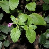 Drymosiphon grandiflorus