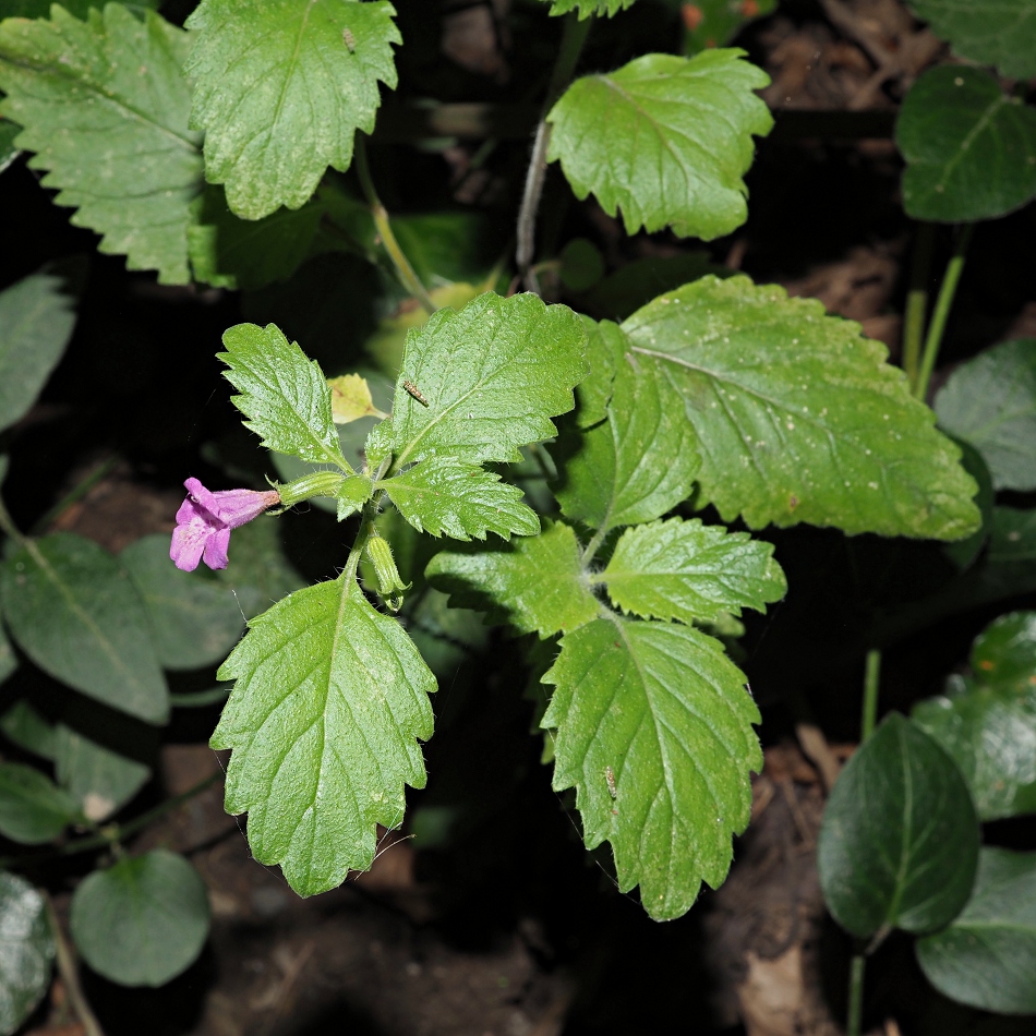 Image of Drymosiphon grandiflorus specimen.