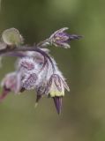 Rindera tetraspis