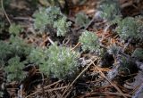 Смотреть изображение Artemisia frigida