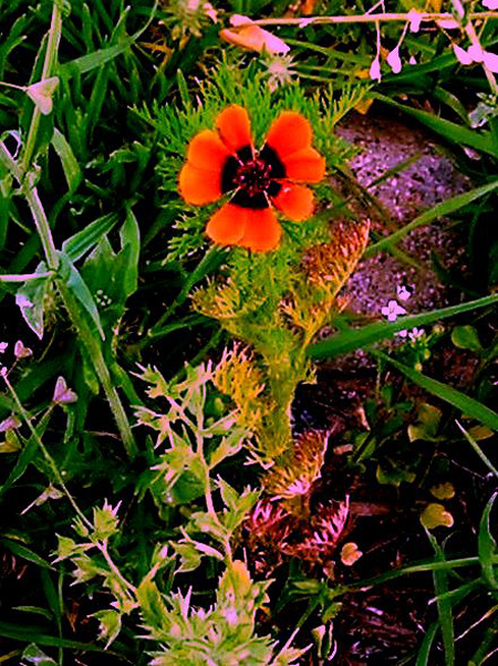 Image of Adonis parviflora specimen.