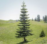 Смотреть изображение Abies nordmanniana