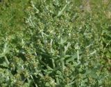 View full-size image Salvia aethiopis