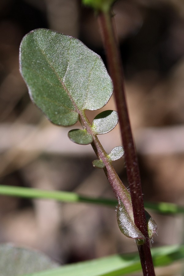 Image of Barbarea arcuata specimen.