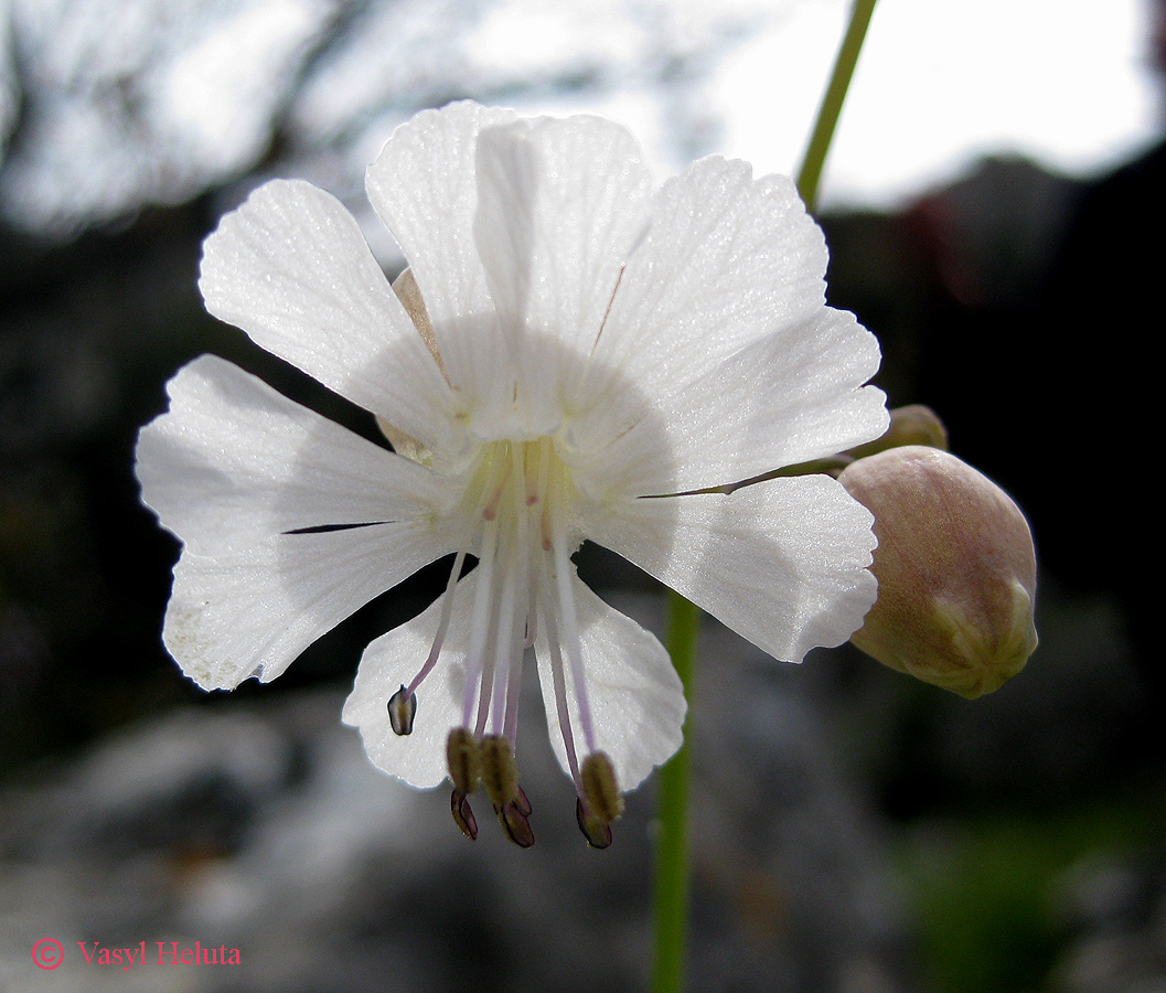 Изображение особи Oberna crispata.