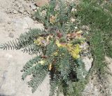 Astragalus utriger