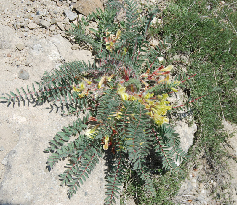 Image of Astragalus utriger specimen.