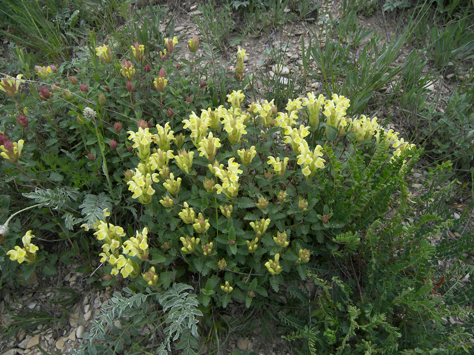 Image of Scutellaria polyodon specimen.