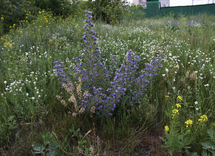 Image of Echium vulgare specimen.