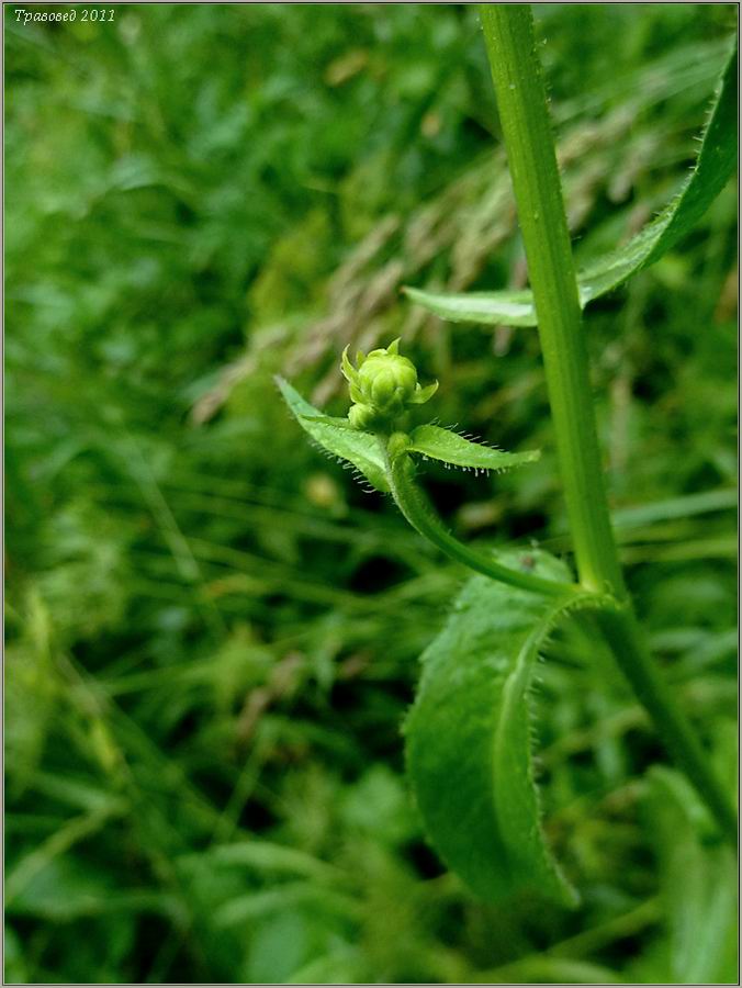 Image of Picris hieracioides specimen.