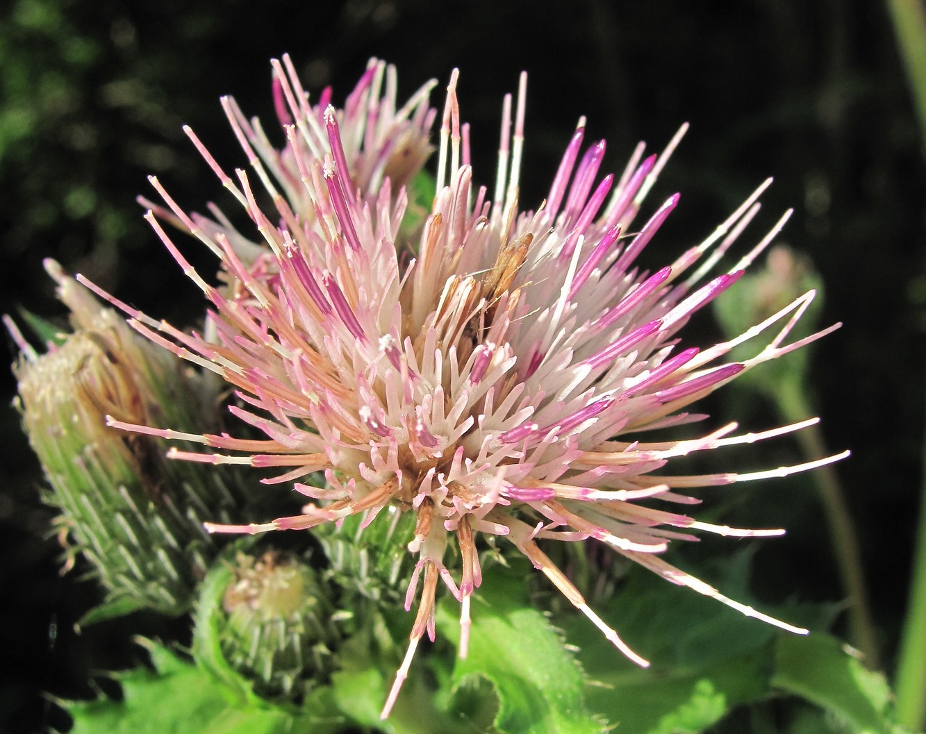 Image of Cirsium &times; hybridum specimen.