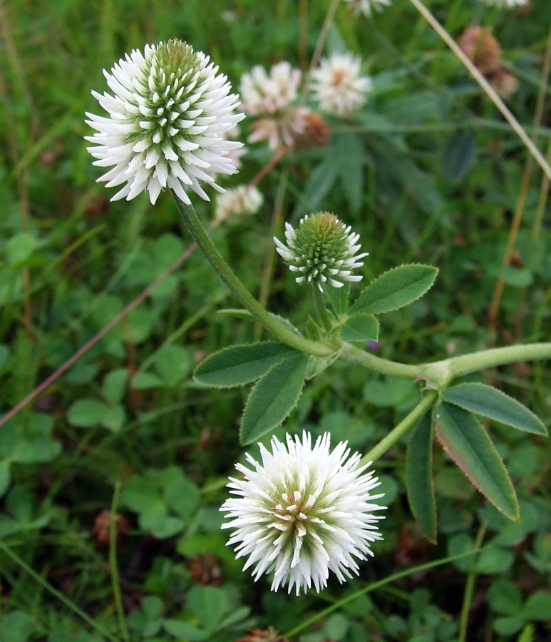 Image of Trifolium montanum specimen.