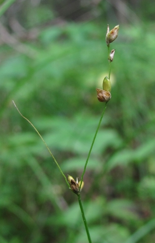 Image of Carex disperma specimen.