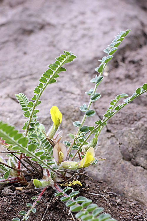 Image of genus Astragalus specimen.