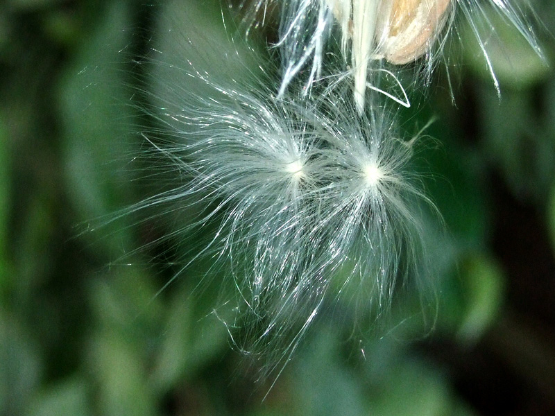 Image of Araujia sericifera specimen.