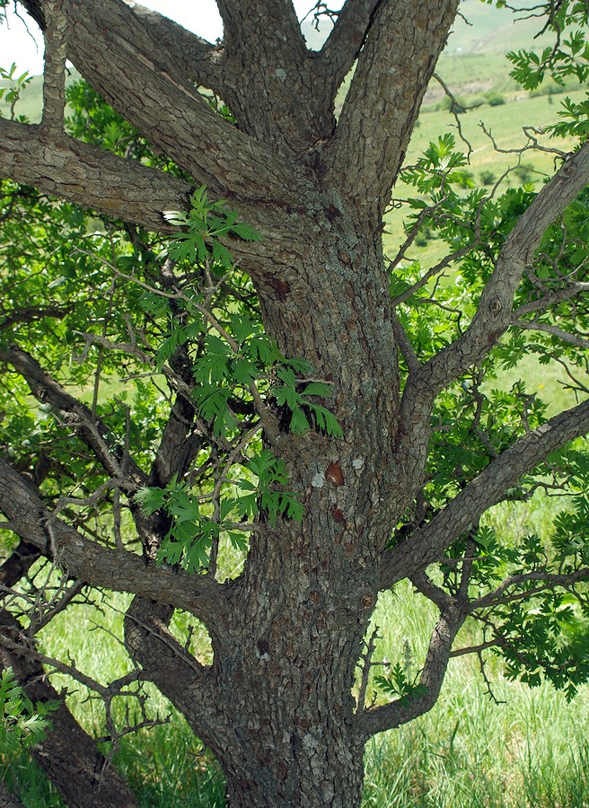 Image of Crataegus pontica specimen.