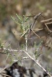 Astragalus neolipskyanus