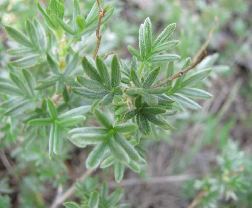 Image of Dasiphora parvifolia specimen.