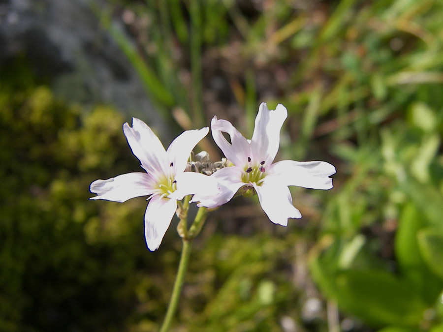 Image of Gypsophila tenuifolia specimen.