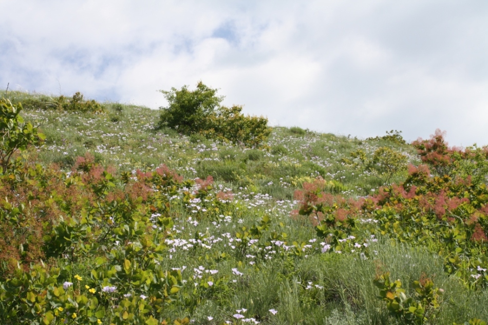 Изображение особи Linum lanuginosum.