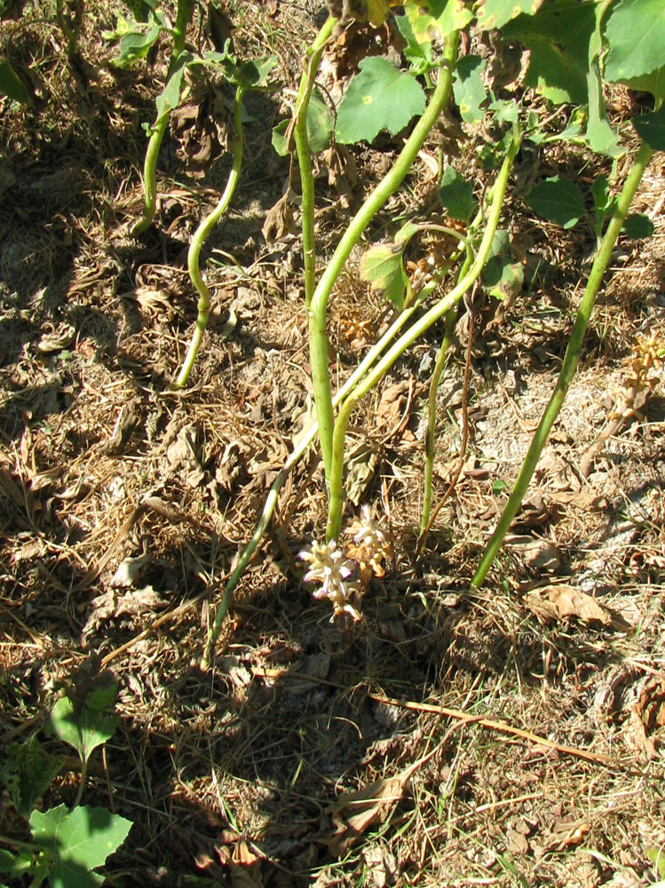 Изображение особи Orobanche cumana.