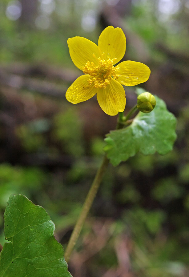 Image of Caltha sibirica specimen.