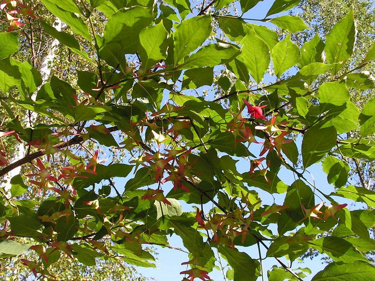 Image of Euonymus macropterus specimen.