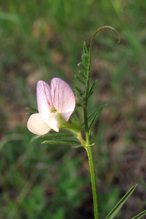 Image of Vicia lutea specimen.