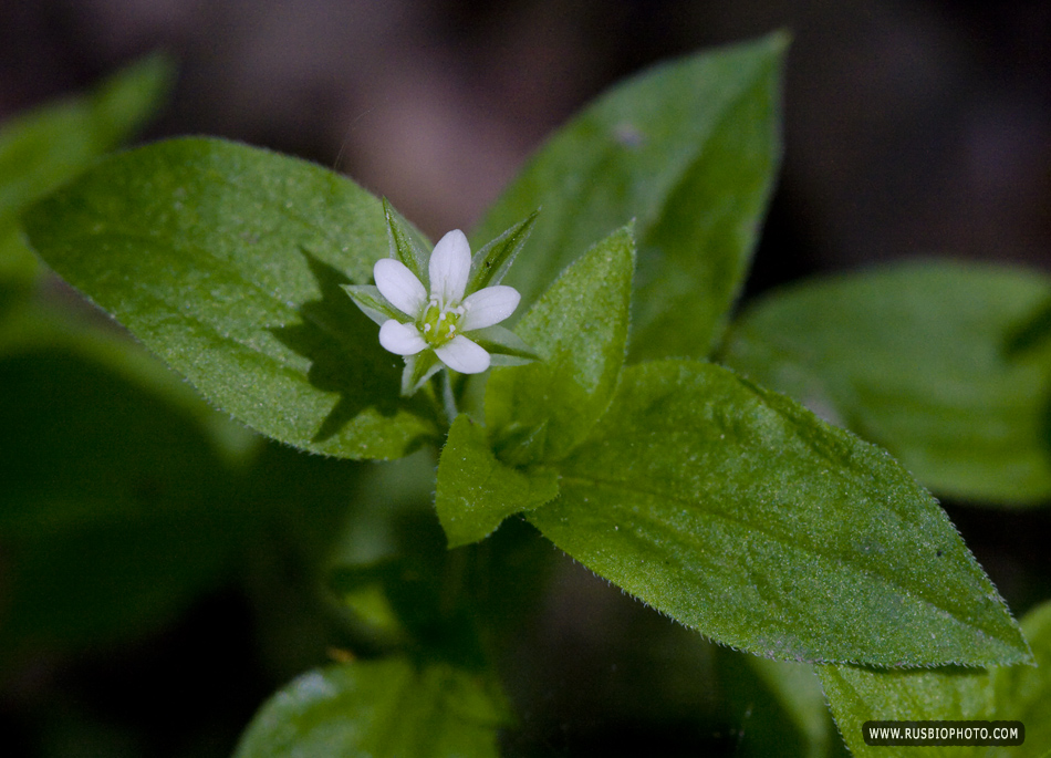 Изображение особи Moehringia trinervia.