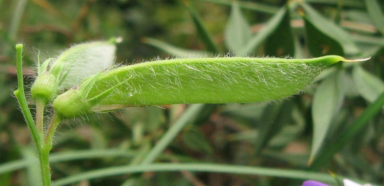 Image of Lathyrus laxiflorus specimen.