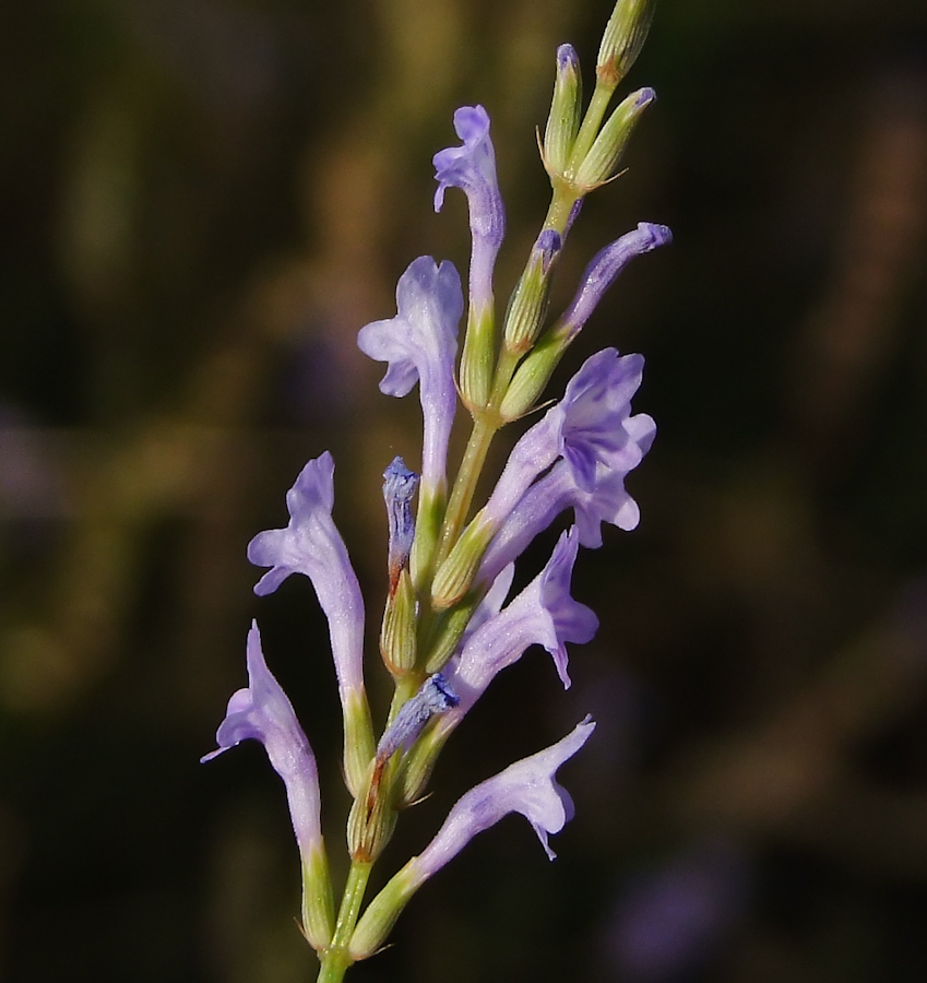 Изображение особи Lavandula coronopifolia.