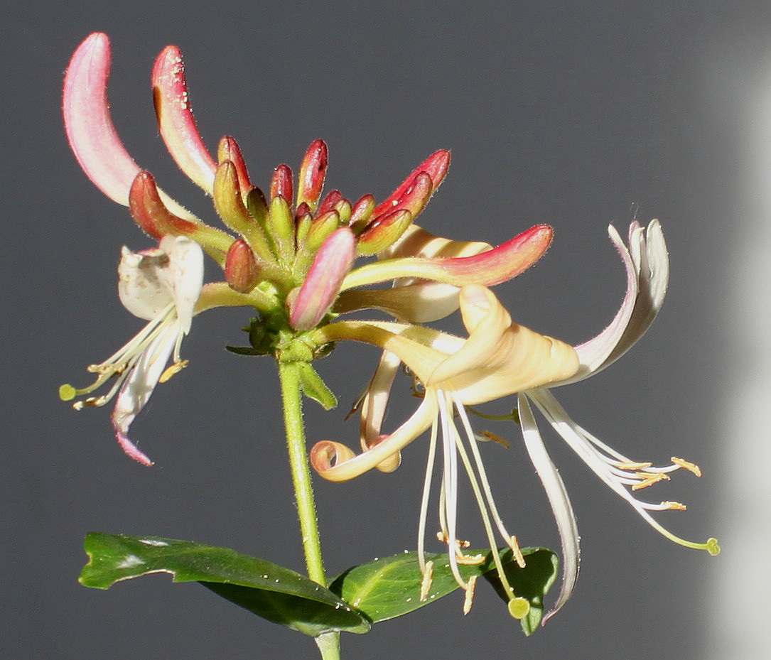 Image of Lonicera &times; heckrottii specimen.