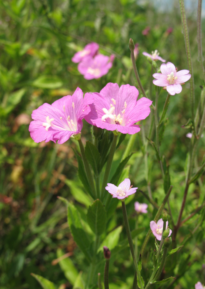 Image of Epilobium hirsutum specimen.