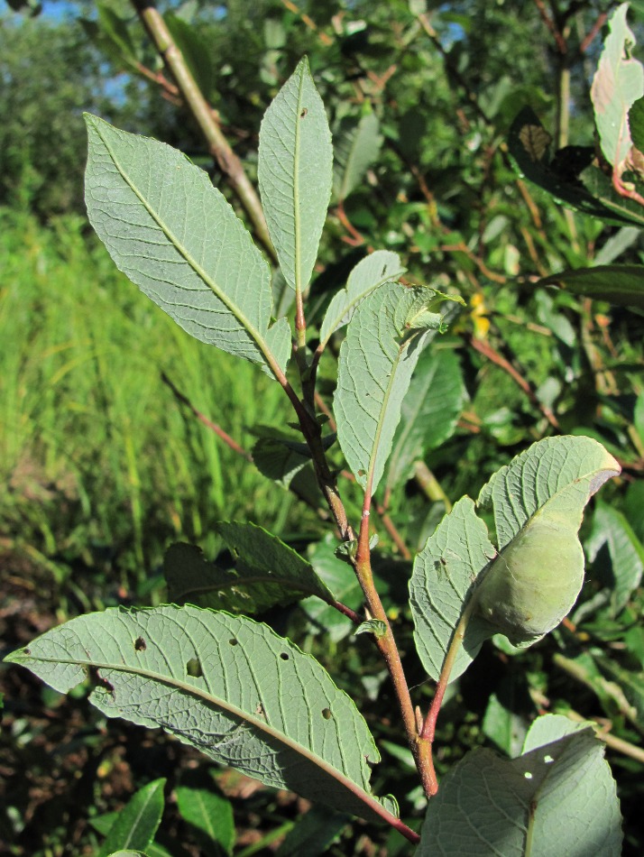 Image of Salix &times; tetrapla specimen.