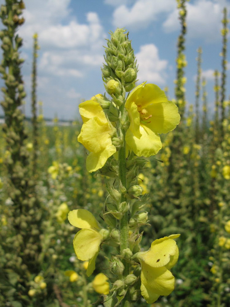 Изображение особи Verbascum densiflorum.