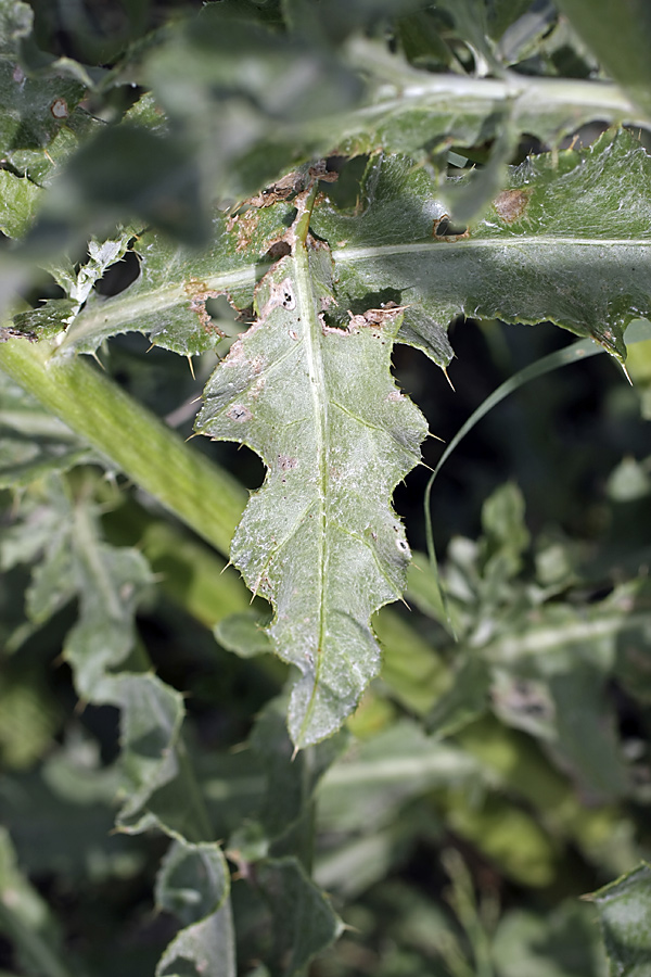 Image of Cirsium incanum specimen.