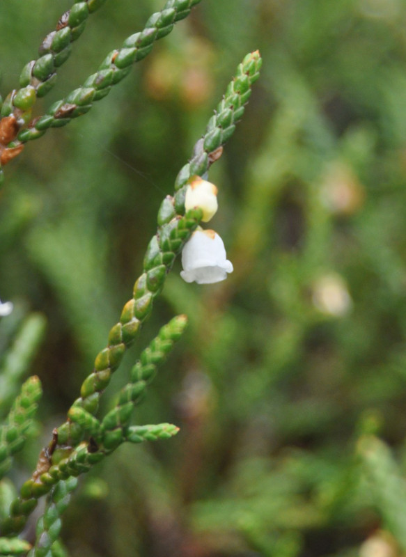 Image of Cassiope redowskii specimen.