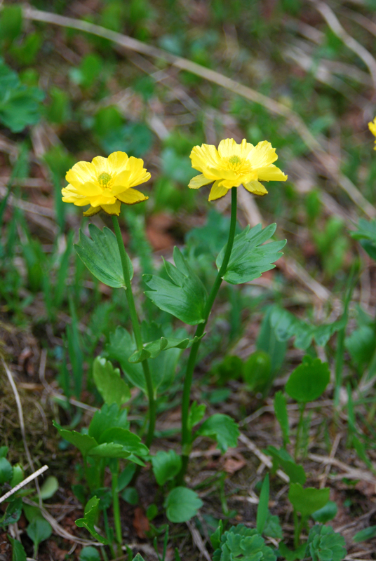 Изображение особи Ranunculus altaicus.