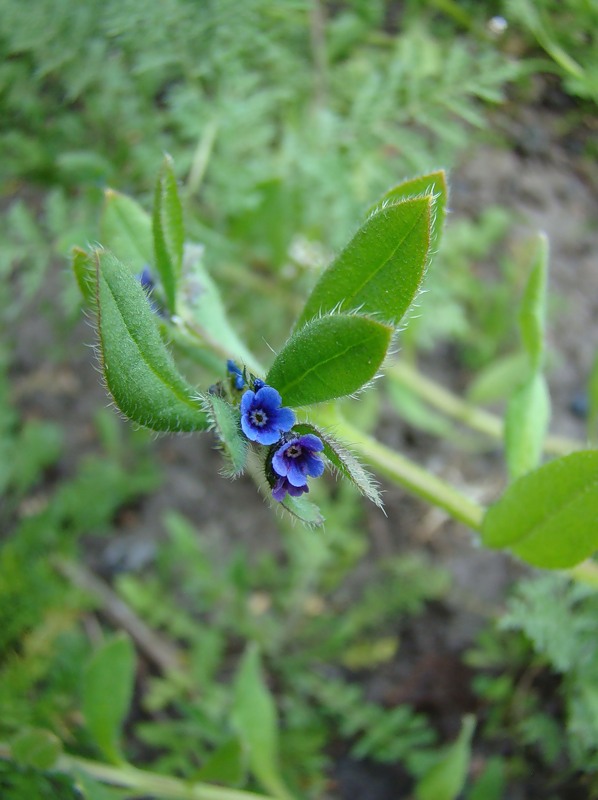 Image of Asperugo procumbens specimen.