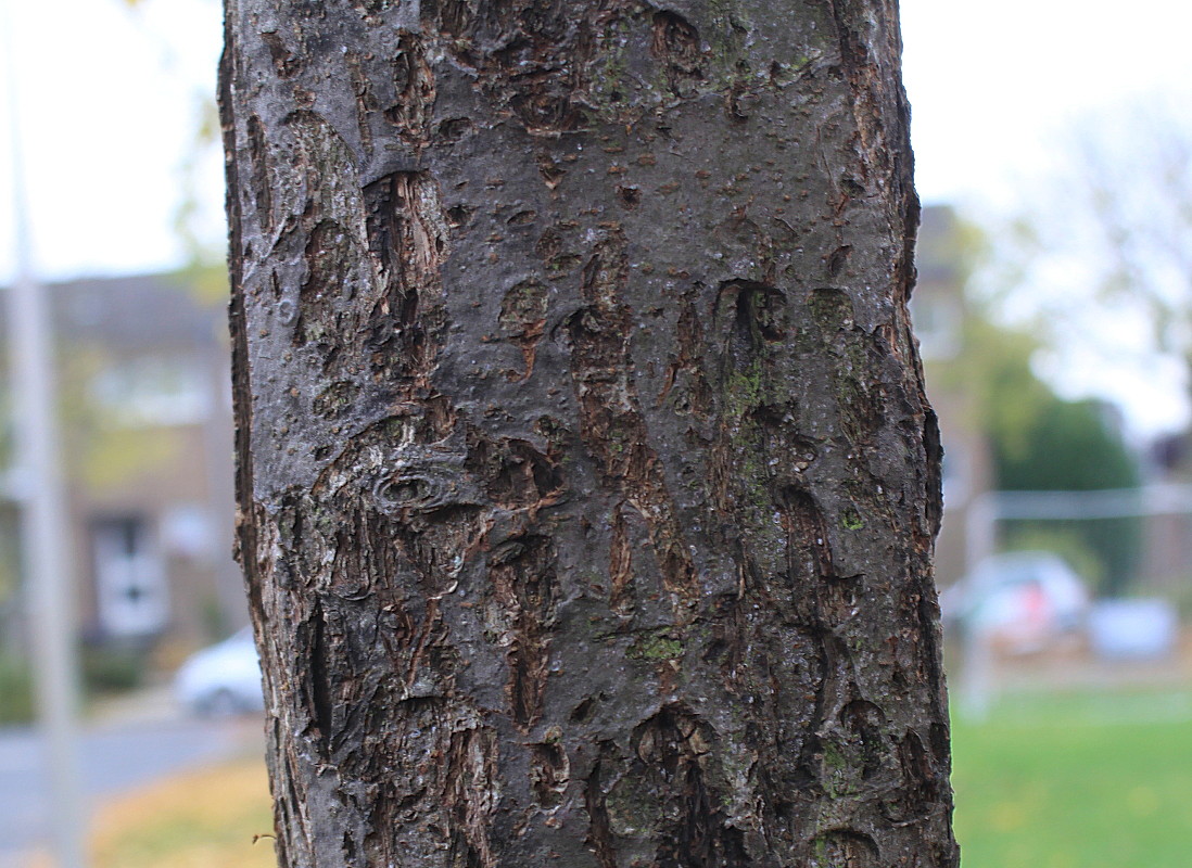 Image of Malus toringo specimen.