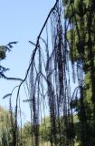 Picea abies. Ветка ('Pendula'). Германия, г. Krefeld, ботанический сад. 16.09.2012.