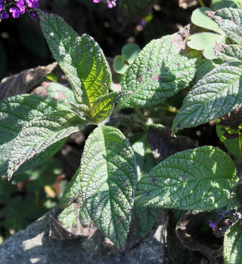 Image of Heliotropium arborescens specimen.