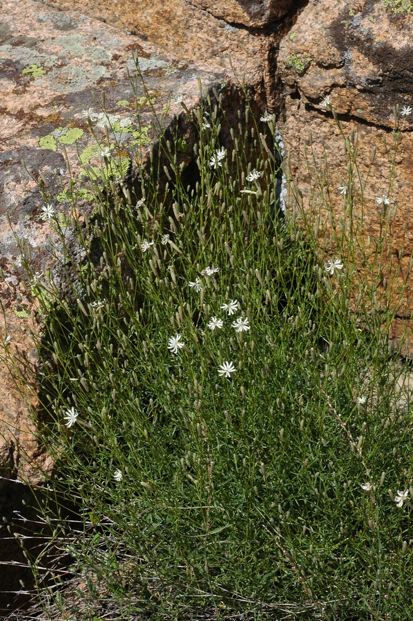 Image of Silene alexandrae specimen.