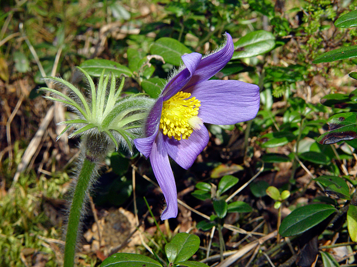 Image of Pulsatilla patens specimen.