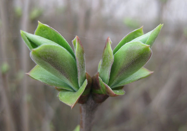 Image of Syringa vulgaris specimen.