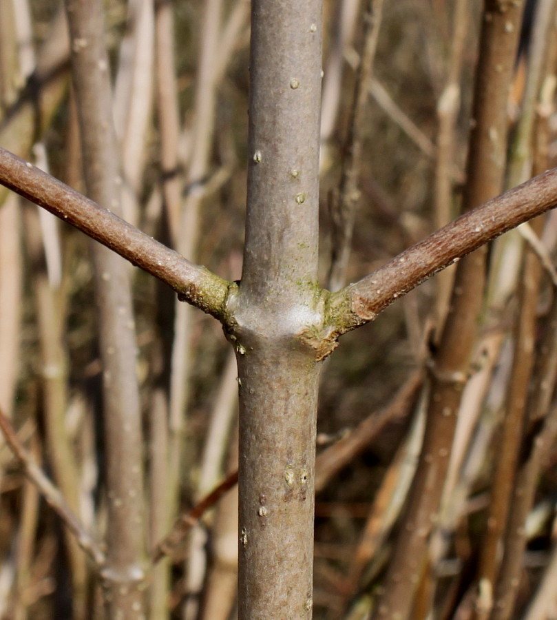 Image of Viburnum lantana specimen.