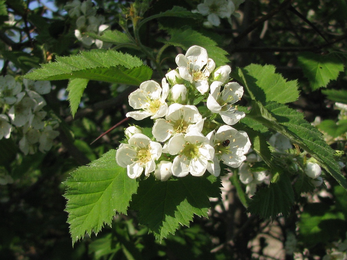 Изображение особи род Crataegus.