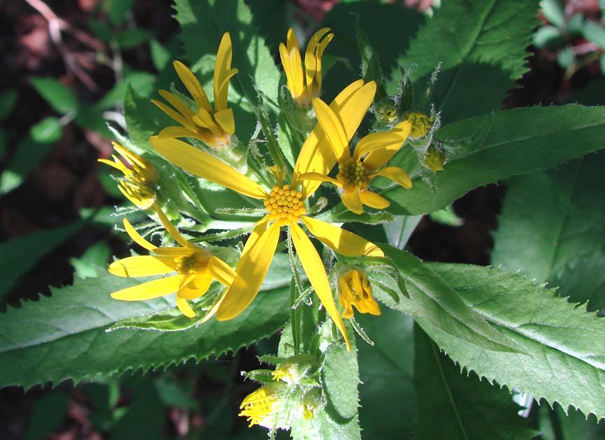 Image of Senecio nemorensis specimen.