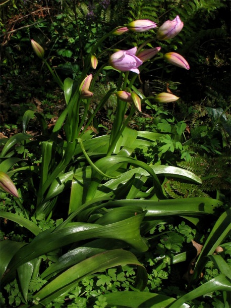 Image of Tulipa saxatilis specimen.