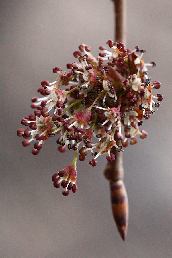 Image of Ulmus laevis specimen.